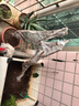 子豪缘葡萄树苗地栽爬藤南方北方种植品种 巨峰葡萄6年苗 70cm(含)-79cm(含) 实拍图