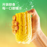 十月稻田 23年新玉米 水果玉米 1.76kg (8穗) 即食甜玉米棒 低脂 真空包装 晒单实拍图