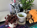 多肉组合盆栽阳台盆栽喜阳植物新手福利按图发货品种花卉好养 小球玫瑰老桩 30-35头白陶瓷栽好 晒单实拍图