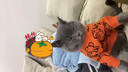 迪普尔 猫衣服狗狗衣服宠物猫咪衣服小型犬中型犬幼犬秋冬季新款服装 M号（建议体重5-8斤） 实拍图