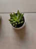 若绿 多肉植物 室内盆栽绿植花卉组合办公室多肉植物 玉珠帘 实拍图
