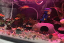疯狂水草米奇鱼玛丽活体胎生小型淡水观赏鱼水族箱热带耐活孔雀鱼同款鱼苗 【精品金牡丹】买4条送2条 共6条 实拍图