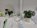 祺典花卉植物室内花办公桌面净化空气水培小绿植好养易活驱蚊盆栽 【净化套餐】吊兰+金钻+七叶莲 带盆栽好 实拍图