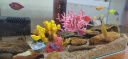 异景园 仿真珊瑚礁石鱼缸造景假山贝壳假珊瑚鱼缸装饰水族箱海水缸摆件 粉色铁树 实拍图