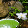 鱼缸造景水草植物菖蒲好养易活净水鱼缸水培植物龟缸溪流沼泽造景 绿菖蒲1颗高30-40cm入缸成景 晒单实拍图