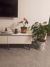 格调生活鸿运当头红掌盆栽绿植花卉室内客厅水培好养白掌一帆风顺四季开花 两盆、大红掌【大螺纹盆】 含盆 实拍图