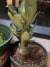 萌肉居沙漠玫瑰四季种植盆栽花卉绿植长花期室内随机色原盆土源头直发 实拍图