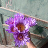 悦多彩鲜花重瓣荷花睡莲马醉木姜荷花吊钟火焰兰袋鼠爪花束家庭水养基地 紫色睡莲9-10支/扎 实拍图