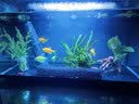 异景园鱼缸水族箱造景水榕沉木活体水草淡水无土植物后景真水草净水增氧 细叶铁皇冠(小) 实拍图