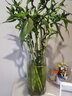 墨一幸福树盆栽 绿植花卉盆栽办公室绿植欧式ins风陶瓷盆 源头直发 实拍图
