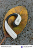 OladanceOWS Pro 全开放式耳机（含充电仓）无线蓝牙不入耳防漏音运动耳机超长续航【ola小月牙】柔霜瓷白 实拍图