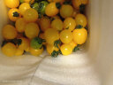 京地达栗贝诺 阳光小番茄净重4.5斤 新鲜现摘时令水果自然成熟源头直发 实拍图