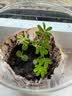 IAM City Farmer猫薄荷儿童种植小盆栽春天种植学生幼儿园趣味diy植物观察杯10035 实拍图