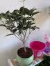 开时果 四季桂花树苗盆栽老桩浓香型花卉 室内植物客厅阳台好养绿植盆景 【家居点缀】精品桂花/40-50cm+郁金香瓷盆 基地直发 实拍图