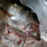 京乐狳桂鱼淡水鳜鱼鳌花鱼现捕鲜活现杀整条季花鱼 一条约500g(净膛前)现杀现发 一条装 实拍图