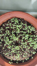 IDEAL理想农业 上海青菜种子小白菜青菜小油菜籽四季蔬菜种子 约2万粒 实拍图