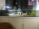 贝森（BESSN）25新款金晶超白玻璃侧滤桌面溪流缸自循环过滤升级干湿分离鱼缸 120*20*20cm 8mm基础套餐2.0升级款 实拍图