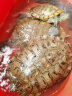 寸金（INCH-GOLD） 经典龟龟粮500g 乌龟 巴西龟饲料 中大龟用 水龟、半水龟粮 上浮型  实拍图