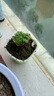 捕蝇草盆栽·猪笼草·食虫植物夏季驱蚊食虫捕虫室内趣味绿植 锦地罗【茅膏菜】 【赠吸水盆】栽好发货 实拍图