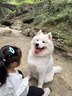 凯锐思 萨摩耶狗粮幼犬成犬全阶段专用萨摩犬粮专用粮2kg 【经典款40斤】2kg*10 2kg/袋 成幼犬 萨摩耶专用 实拍图
