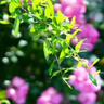 MEKE55mmf1.4自动对焦镜头大光圈APS-C半画幅适用微单Z卡口Z30，E卡口ZVE10II，X卡口XT50 尼康Z卡口（现货） 52mm 实拍图