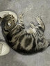吉芙全价主食猫条鱼油猫条0胶0淀粉鸡肉兔肉成幼猫湿粮包宠物猫咪食品 【功能款】呵护泌尿鸡肉鸭肉14支 实拍图