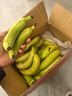 精品云南香蕉高山香蕉现摘新鲜水果甜生青香蕉banana自然熟绿皮 精品高山蕉 9斤 实拍图