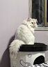 SMARTTAIL猫咪饮水机无线智能恒温加热不插电陶瓷喝水器自动循环饮水器 恒温陶瓷饮水机（最长待机130天） 陶瓷智能饮水机 实拍图