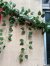 豚鹿仿真葡萄叶藤条植物树叶子管道吊顶装饰花藤假花塑料绿叶缠绕藤蔓 81叶绿萝叶【12条】 实拍图