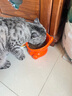 怡亲猫粮幼猫成猫15斤深海鱼肉挑嘴去毛球室内猫通用全价 幼猫-7.5kg*1包（15斤） 实拍图