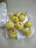 富祺元正宗河北赵州赵县雪花梨当季新鲜冰糖雪梨水果甜梨整箱 雪花梨 8斤 实拍图