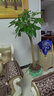 叹为观止大型独杆发财树庆典乔迁盆景绿植办公室盆栽客厅大型植物 单杆发财树1.5-1.7米 含盆 实拍图