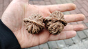 彩荷文玩核桃赌青皮麻核桃四座楼狮子头闷墩磨盘把件 四座楼狮子头(53-54mm一对) 实拍图