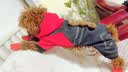阿莫尔小狗狗衣服秋冬款泰迪比熊博美小型犬幼犬猫咪衣服宠物针织毛衣 粉色 S 具体参考背长胸围 实拍图