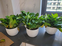 绿有意绿萝盆栽室内植物花卉绿植水培长藤垂吊大叶绿箩新房家用吸除甲醛 180白色罗马柱绿萝3盆+壶+10肥 带盆带土发货 实拍图