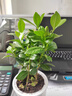 绿荫巷子茉莉花苗盆栽带花苞栀子花卉植物室内绿植浓香四季好养开花 【自吸盆】茉莉花 实拍图