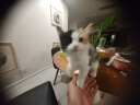 七彩缦七彩缦冻干猫粮5斤2.5kg宠物幼猫成猫全阶段流浪20猫咪主粮深海鱼 幼猫 专用猫粮5斤 实拍图
