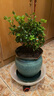 德沃多肥料滚轮花盆底座圆形移动花托万向轮绿萝兰花盆栽绿植花卉移动托盘 移动托盘(外径28 内径23) 实拍图