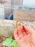 芥圃荔枝苗嫁接苗 官方旗舰 广西荔枝树苗南方种植可长10年大树果树苗 妃子笑荔枝 【带土带叶发货】 2年苗 高度：50-70cm 实拍图