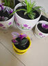 仟尚艺陶瓷创意带托盘个性简约家用桌面绿萝吊兰肉肉植物绿植花盆多肉盆 蝶恋花三件套 大 实拍图