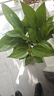 平安树盆栽中大型客厅摆放绿植观叶植物四季常青庭院植物 单株高约80厘米 不含盆 实拍图