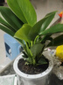 绿有意金钻盆栽植物水培绿植花卉多肉办公室内去吸除甲醛铂金钻绿公主 推荐款】金钻25-30cm3棵(早安盆) 含盆 实拍图