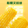  十月稻田 黄糯玉米3.52斤+白糯玉米4.16斤 早餐粗粮 实拍图
