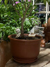 宜兴特大种树紫砂花盆绿萝盆景多肉种菜兰花盆圆口透气超大陶瓷盆 106特大号 实拍图