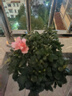 四季开花比利时杜鹃花盆栽室内阳台绿植花卉盆景树桩开花不断 粉色杜鹃 含盆 实拍图
