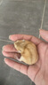 double yellow宠物仓鼠活物小仓鼠幼崽活体仓鼠宝宝金丝熊 布丁1只 可备注公母 实拍图