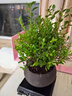 开时果 小叶赤楠盆景摆件 办公室桌面绿植花卉好养盆栽植物源头直发包邮 【热销款】舍得紫砂盆+黑石+底座 实拍图