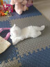龙猫泰迪小猫抱枕猫咪玩偶布娃娃可爱仿真猫公仔毛绒玩具儿童女生陪睡礼物 白猫咪新款 53 实拍图