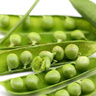 密水农家新鲜带壳豌豆 豌豆荚 蔬菜鲜摘发货500g 实拍图