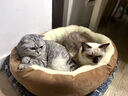 瓜洲牧猫窝狗窝冬季保暖加厚椭圆窝封闭式四季通用大号宠物窝冬天小型犬 优质棉【加高加厚】咖啡色 XL-超大型85*65【推荐50斤以内】 实拍图